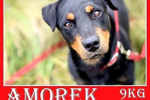 8kg,jamnik mix,łagodny,towarzyski, piesek AMOREK.A