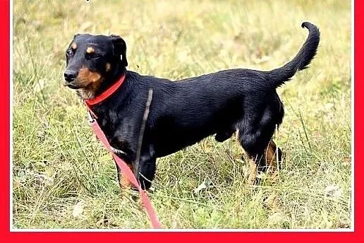 8kg,jamnik mix,łagodny,towarzyski, piesek AMOREK.A
