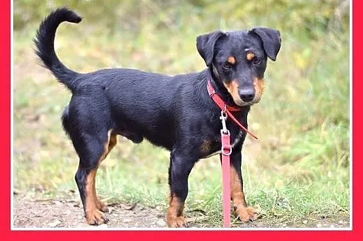 8kg,jamnik mix,łagodny,towarzyski, piesek AMOREK.A