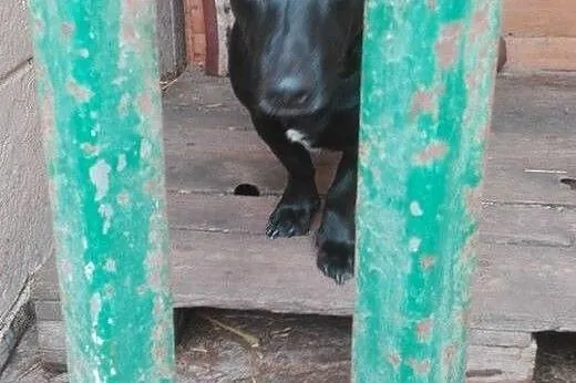 Mamba-czeka na dom lub swojego Opiekuna(nadal licz