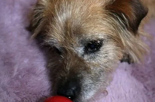 TIMON - apetyt ma na życie, w Twoim domu odnajdzie się znakomicie :), Łódzkie, Łódź