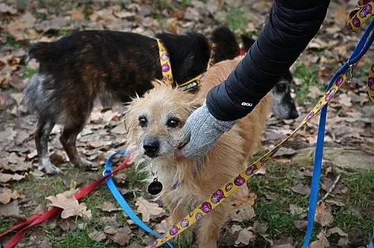 TIMON - apetyt ma na życie, w Twoim domu odnajdzie się znakomicie :), Łódzkie, Łódź