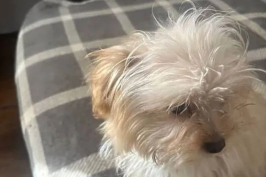 YORKSHIRE TERIER YORKI  YORK  CHOCO  MERlE ZlOTY, Świętokrzyskie, Starachowice