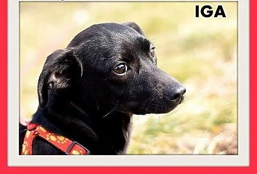 IGA,mała,tulaśna,łagodna,domowa suczka do adopcji,