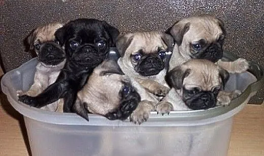 Mini Mops dzieci beżowy i czarny z papierami...,