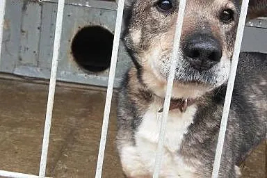 CZAKO - pies który marzy o domu!!!,  warmińsko-maz