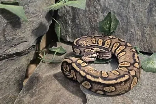 Pyton królewski Pastel Stranger 50% het hypo, Mazowieckie, Mazowszany