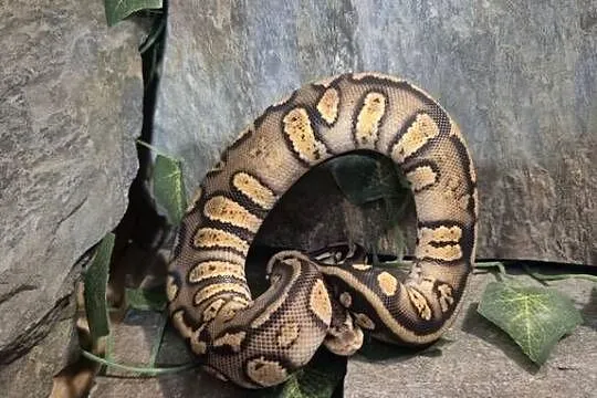 Pyton królewski Pastel Stranger 50% het hypo, Mazowieckie, Mazowszany