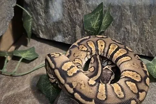 Pyton królewski Pastel Stranger 50% het hypo, Mazowieckie, Mazowszany