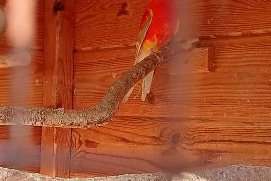 Papuga piekna spiewa swiergotka, Mazowieckie, Goździk