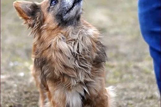 Topik pilnie potrzebuje człowieka...,  warmińsko-m