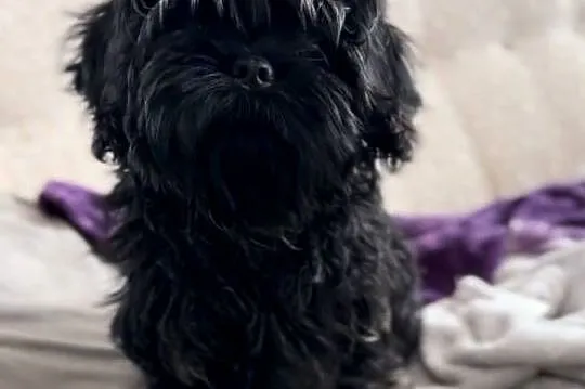 Shih Tzu Atena z rodowodem. Hodowla Żywe Srebro z Leśnego Zakątka