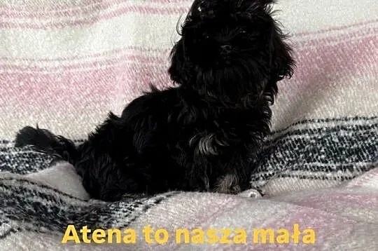 Shih Tzu Atena z rodowodem. Hodowla Żywe Srebro z Leśnego Zakątka, Pomorskie, Wejherowo