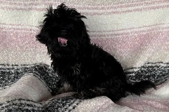 Shih Tzu Atena z rodowodem. Hodowla Żywe Srebro z Leśnego Zakątka, Pomorskie, Wejherowo
