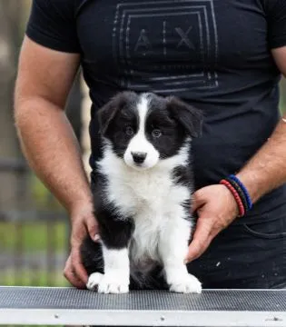 Border Collie piękne zarejestrowane szczenięta na sprzedaż, Mazowieckie, Warszawa