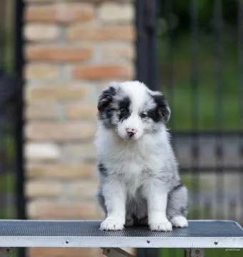 Border Collie piękne zarejestrowane szczenięta na sprzedaż, Mazowieckie, Warszawa