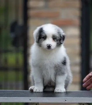 Border Collie piękne zarejestrowane szczenięta na sprzedaż, Mazowieckie, Warszawa