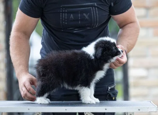 Border Collie piękne zarejestrowane szczenięta na sprzedaż, Mazowieckie, Warszawa
