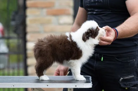 Border Collie piękne zarejestrowane szczenięta na sprzedaż, Mazowieckie, Warszawa