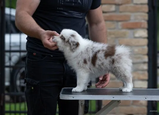 Border Collie piękne zarejestrowane szczenięta na sprzedaż, Mazowieckie, Warszawa