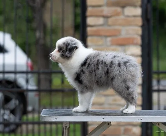 Border Collie piękne zarejestrowane szczenięta na sprzedaż, Mazowieckie, Warszawa