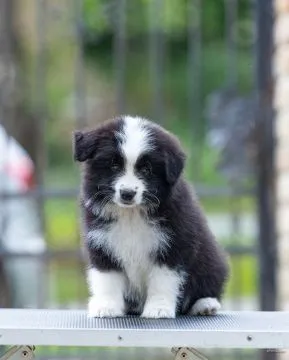 Border Collie piękne zarejestrowane szczenięta na sprzedaż, Mazowieckie, Warszawa