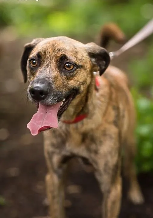 Shaggy młody pies do adopcji, śląskie Sosnowiec