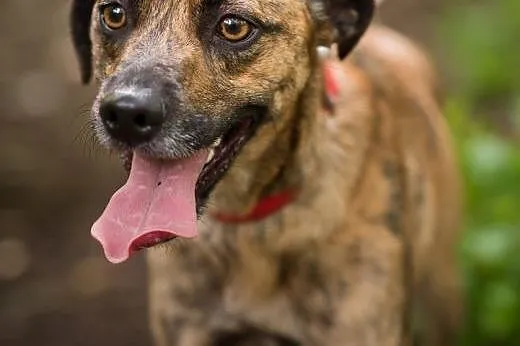 Shaggy młody pies do adopcji,  śląskie Sosnowiec