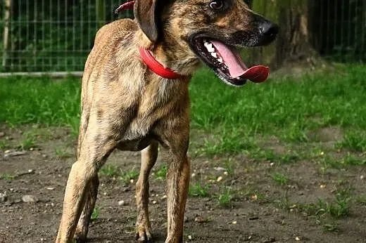 Shaggy młody pies do adopcji,  śląskie Sosnowiec