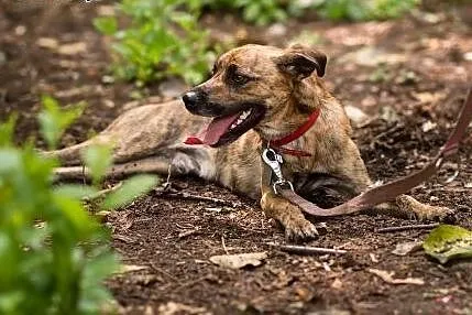 Shaggy młody pies do adopcji,  śląskie Sosnowiec