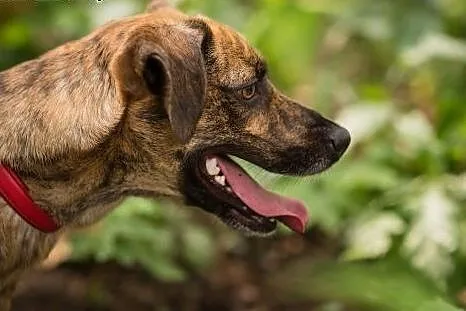 Shaggy młody pies do adopcji,  śląskie Sosnowiec