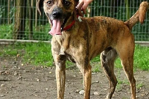 Shaggy młody pies do adopcji,  śląskie Sosnowiec