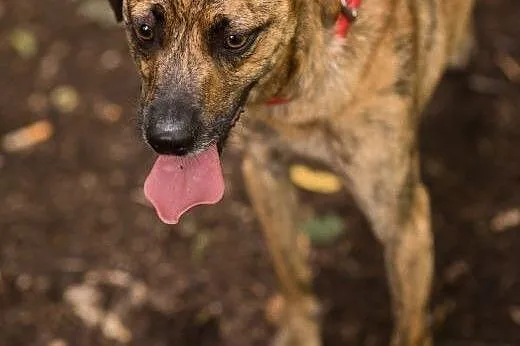 Shaggy młody pies do adopcji,  śląskie Sosnowiec