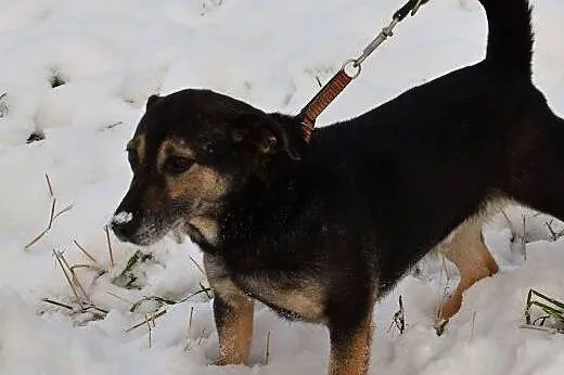 Kenzo kocha ludzi i dzieci zabierz go ze schroniska daj mu cudowny dom,  Kundelki cała Polska