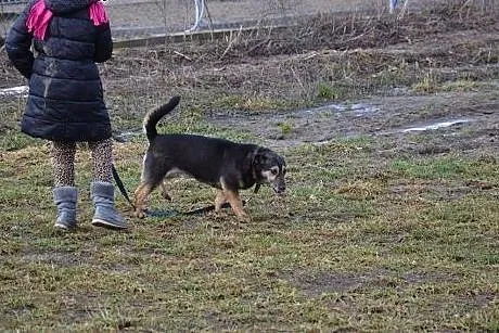 Kenzo kocha ludzi i dzieci zabierz go ze schronisk