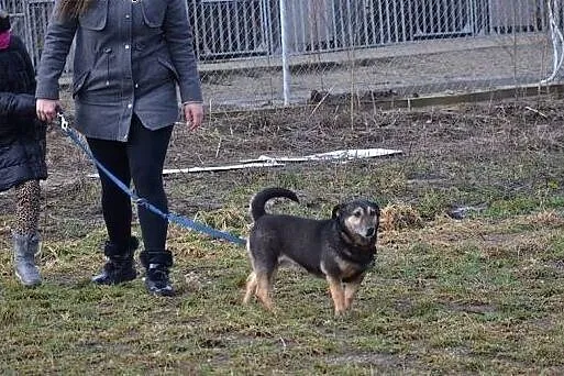 Kenzo kocha ludzi i dzieci zabierz go ze schronisk