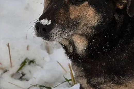 Kenzo kocha ludzi i dzieci zabierz go ze schronisk