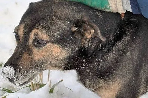 Kenzo kocha ludzi i dzieci zabierz go ze schronisk