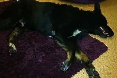 Carbon - psi ideał szuka domku!!,  mazowieckie War