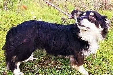 PIKUŚ - malutki, kochany psiaczek szuka dobrego domu!, Łódź, Łódzkie, Łódź