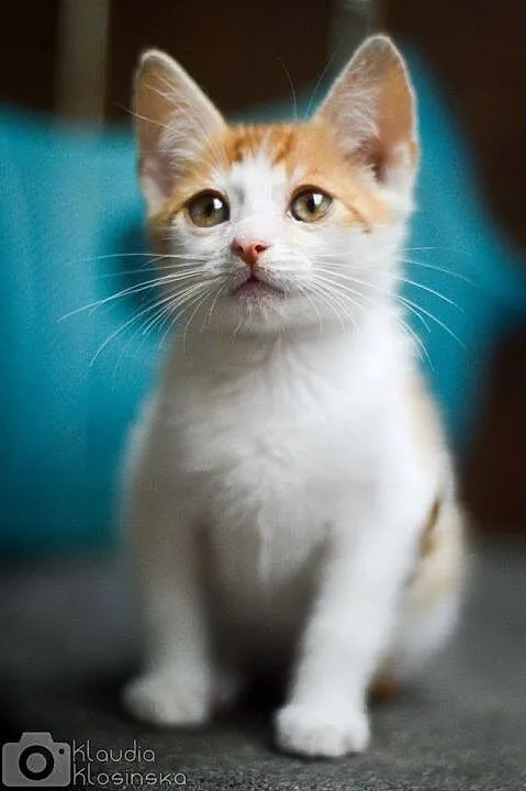 Mercedes, 4 miesięczny, towarzyski KOCIAK do adopc