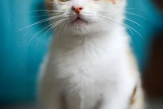 Mercedes, 4 miesięczny, towarzyski KOCIAK do adopc