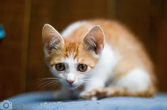 Mercedes, 4 miesięczny, towarzyski KOCIAK do adopc