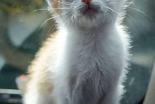 Mercedes, 4 miesięczny, towarzyski KOCIAK do adopc
