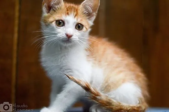 Mercedes, 4 miesięczny, towarzyski KOCIAK do adopc
