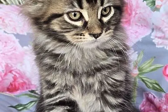 Kocurek Maine Coon