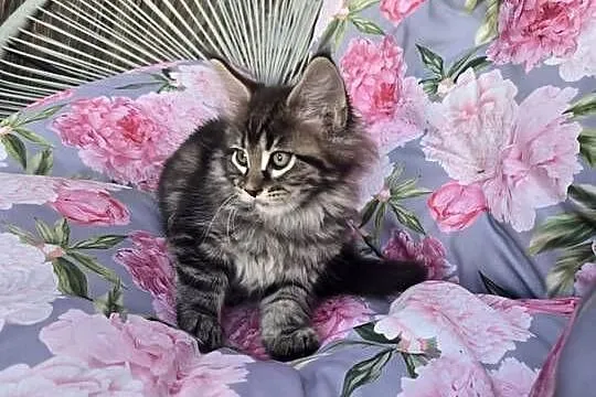 Kocurek Maine Coon, Wielkopolskie, Kalisz