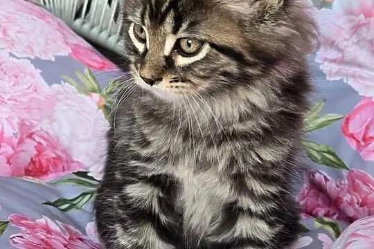 Kocurek Maine Coon, Wielkopolskie, Kalisz