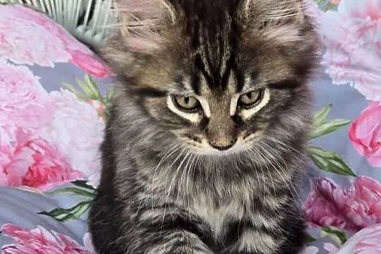 Kocurek Maine Coon, Wielkopolskie, Kalisz
