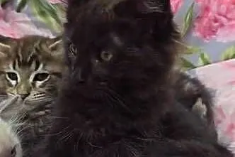 Kocurek Maine Coon, Wielkopolskie, Kalisz